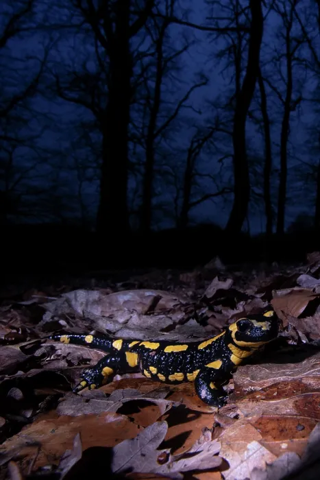 Framed Print : Fire salamander (Salamandra salamandra) on dried leaves in woodland at night, Hallerbos, Belgium. November Framed Print : Fire salamander (Salamandra salamandra) on dried leaves in woodland at night, Hallerbos, Belgium. November
