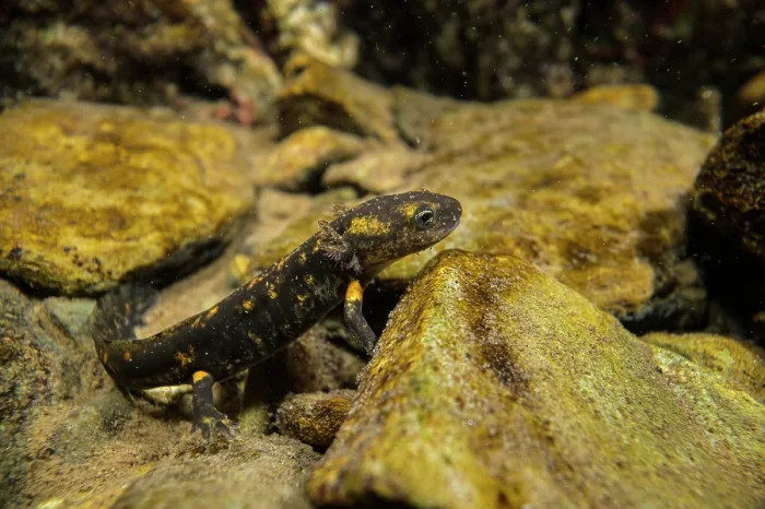 Framed Print : Fire salamander (Salamandra salamandra) eft resting at bottom of stream, Lorsica, Italy