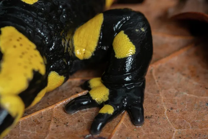 Framed Print : Fire salamander (Salamandra salamandra) foot detail, Hallerbos, Belgium. November