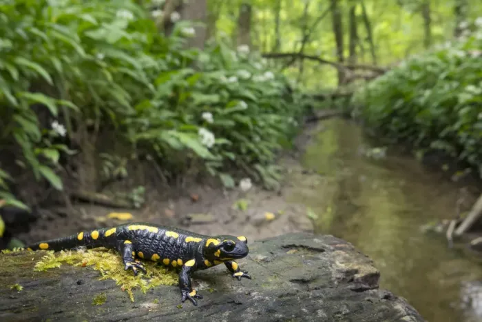 Framed Print : Fire salamander (Salamandra salamandra) in forest habitat, Hallerbos, Belgium. May Framed Print : Fire salamander (Salamandra salamandra) in forest habitat, Hallerbos, Belgium. May