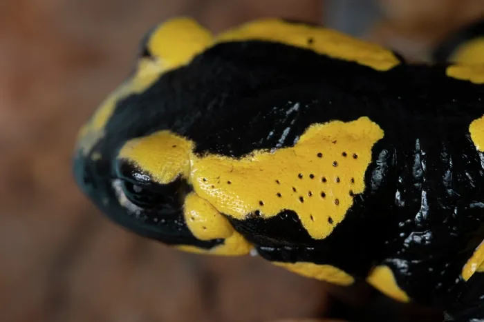 Framed Print : Fire salamander (Salamandra salamandra) head portrait, with poison glands behind the eyes, Hallerbos, Belgium. November Framed Print : Fire salamander (Salamandra salamandra) head portrait, with poison glands behind the eyes, Hallerbos, Belgium. November