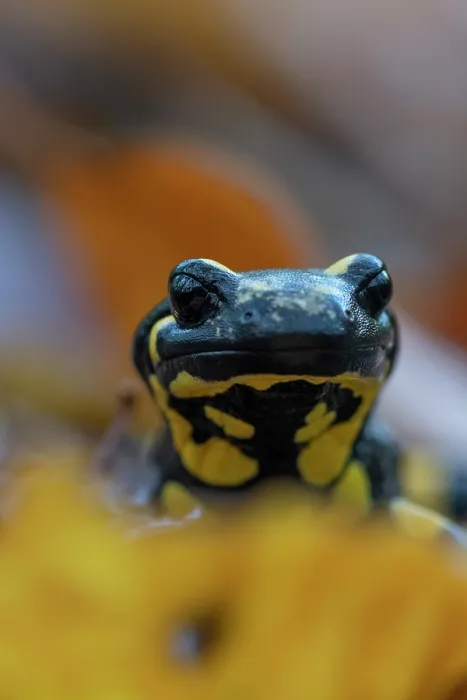 Framed Print : Fire salamander (Salamandra salamandra) head portrait, Hallerbos, Belgium. November Framed Print : Fire salamander (Salamandra salamandra) head portrait, Hallerbos, Belgium. November