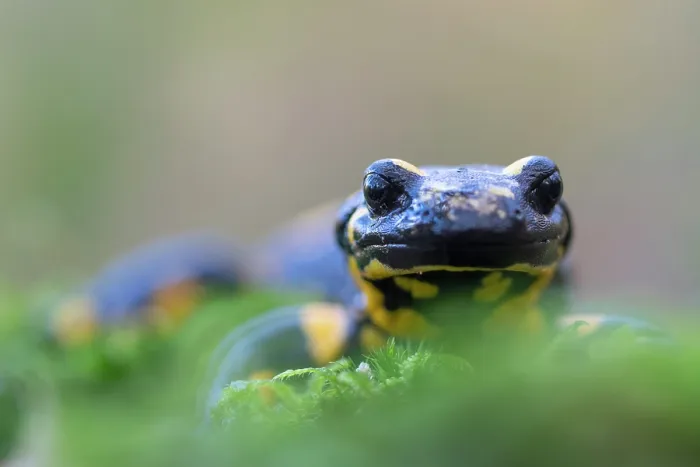 Framed Print : Fire salamander (Salamandra salamandra) portrait, Hallerbos, Belgium. November Framed Print : Fire salamander (Salamandra salamandra) portrait, Hallerbos, Belgium. November