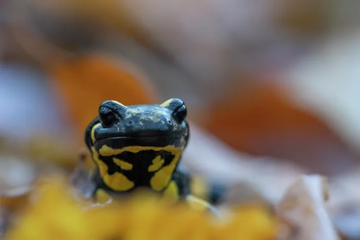 Framed Print : Fire salamander (Salamandra salamandra) portrait, Hallerbos, Belgium. November Framed Print : Fire salamander (Salamandra salamandra) portrait, Hallerbos, Belgium. November