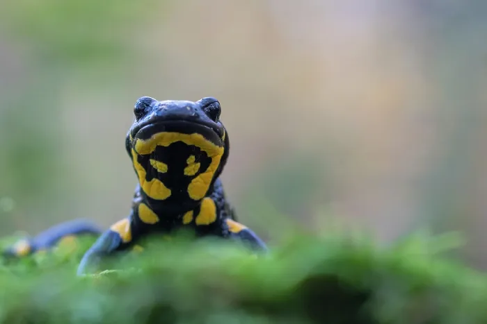 Framed Print : Fire salamander (Salamandra salamandra) portrait, Hallerbos, Belgium. November Framed Print : Fire salamander (Salamandra salamandra) portrait, Hallerbos, Belgium. November