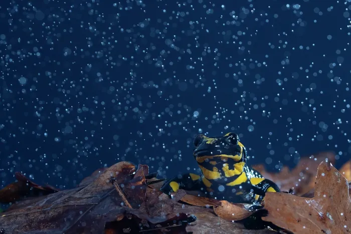 Framed Print : Fire salamander (Salamandra salamandra) in rain, portrait, Hallerbos, Belgium. November Framed Print : Fire salamander (Salamandra salamandra) in rain, portrait, Hallerbos, Belgium. November