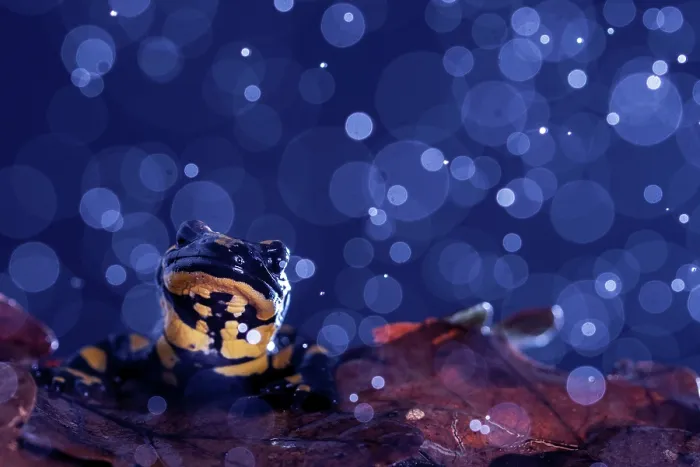 Framed Print : Fire salamander (Salamandra salamandra) in rain, portrait, Hallerbos, Belgium. November Framed Print : Fire salamander (Salamandra salamandra) in rain, portrait, Hallerbos, Belgium. November