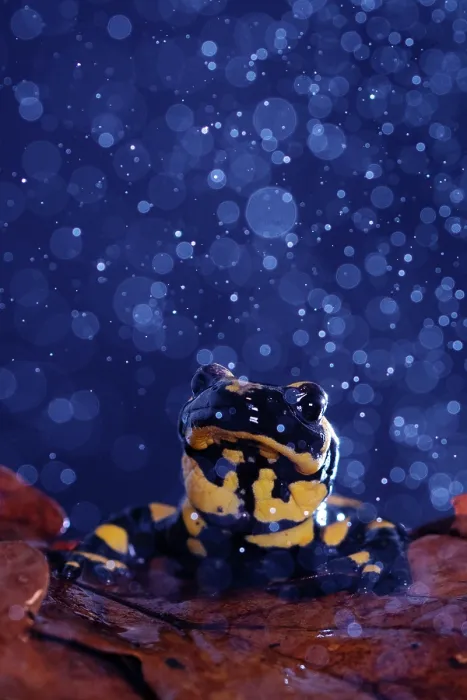 Framed Print : Fire salamander (Salamandra salamandra) in rain, portrait, Hallerbos, Belgium. November Framed Print : Fire salamander (Salamandra salamandra) in rain, portrait, Hallerbos, Belgium. November