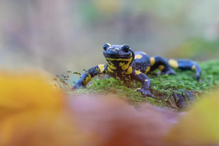 Framed Print : Fire salamander (Salamandra salamandra) in woodland, portrait, Hallerbos, Belgium. November Framed Print : Fire salamander (Salamandra salamandra) in woodland, portrait, Hallerbos, Belgium. November