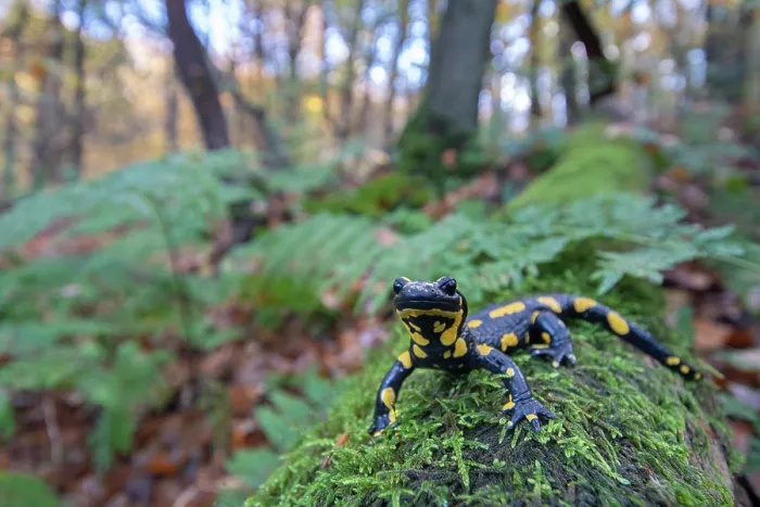 Framed Print : Fire salamander (Salamandra salamandra) in woodland, portrait, Hallerbos, Belgium. November