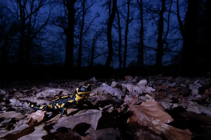 Framed Print : Fire salamander (Salamandra salamandra) in woodland at night, Hallerbos, Belgium. November Framed Print : Fire salamander (Salamandra salamandra) in woodland at night, Hallerbos, Belgium. November