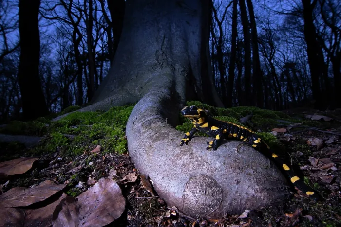 Framed Print : Fire salamander (Salamandra salamandra) in woodland at night, Hallerbos, Belgium. November Framed Print : Fire salamander (Salamandra salamandra) in woodland at night, Hallerbos, Belgium. November