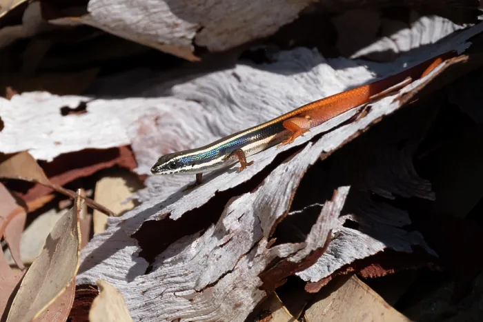 Framed Print : Fire-tailed skink (Morethia ruficauda) resting on a dried leaf, Adelaide River Hills, Northern Territory, Australia