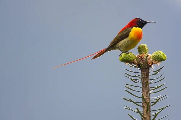 Fire-tailed sunbird (Aethopyga ignicauda) perched on conifer. Sikkim, India