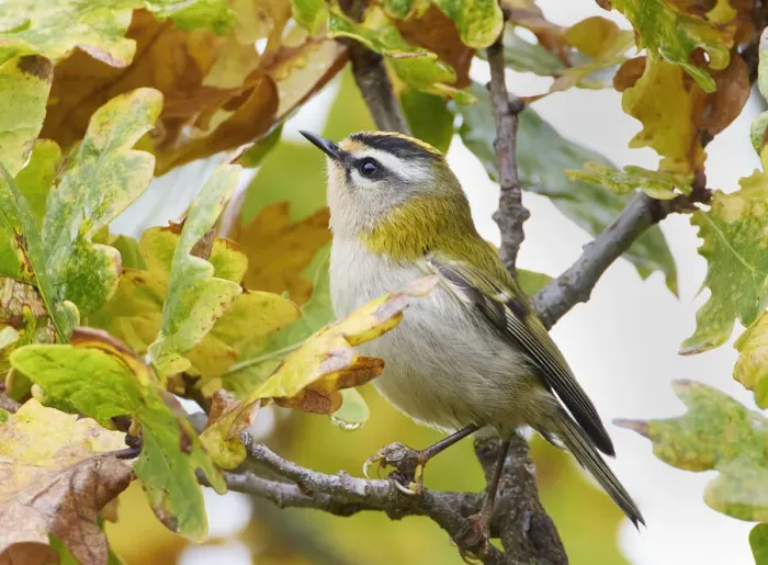 Framed Print : Firecrest (Regulus ignicapilla) amongst oak leaves in autumn, Parainen Uto, Finland. October Framed Print : Firecrest (Regulus ignicapilla) amongst oak leaves in autumn, Parainen Uto, Finland. October