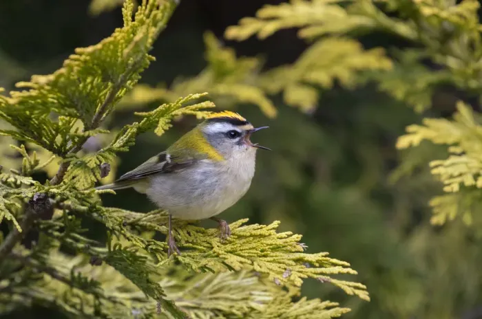 Framed Print : Firecrest (Regulus ignicapilla) singing, Wiltshire, England, UK, April