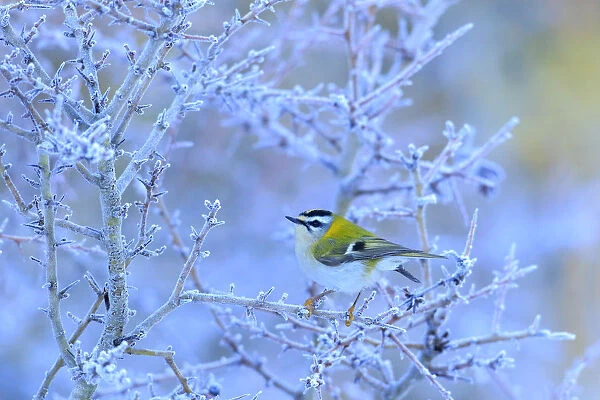 Firecrest (Regulus ignicapillus) perched on a frozen branch, Cadiz, Andalusia, Spain, January