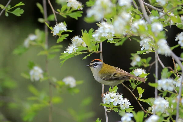 Firecrest (Regulus ignicapillus) perched in Common hawthron. Grazalema, Andalusia, Spain, April