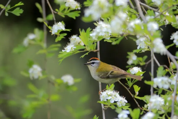 Framed Print : Firecrest (Regulus ignicapillus) perched in Common hawthron. Grazalema, Andalusia, Spain, April Framed Print : Firecrest (Regulus ignicapillus) perched in Common hawthron. Grazalema, Andalusia, Spain, April