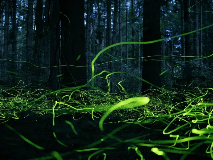 Framed Print : Fireflies (Lamprohiza splendidula) males, glowing bioluminescence in forest, Upper Bavaria, Germany Framed Print : Fireflies (Lamprohiza splendidula) males, glowing bioluminescence in forest, Upper Bavaria, Germany