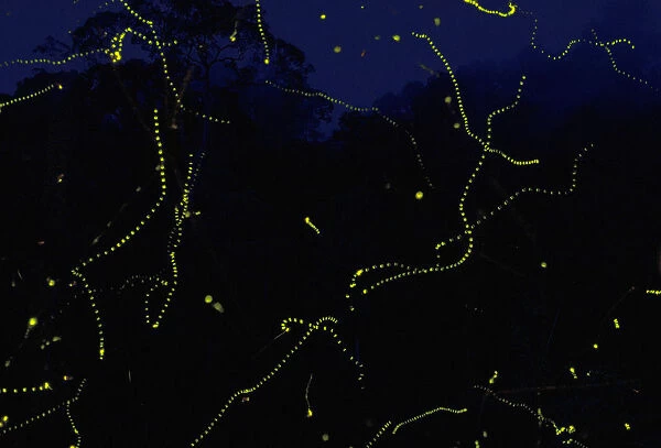 Fireflies {Lampyridae} in rainforest, Singapore