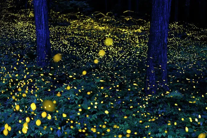 Framed Print : Fireflies (Luciola parvula himebotaru) flashing at night for courtship and reproduction. Gifu, Japan. Composite image Framed Print : Fireflies (Luciola parvula himebotaru) flashing at night for courtship and reproduction. Gifu, Japan. Composite image