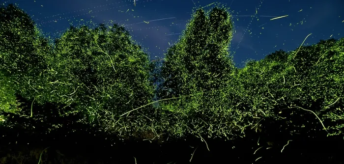 Framed Print : Fireflies (Photuris sp.) bioluminescence, Hoot Hollow, Pennsylvania, USA. June Framed Print : Fireflies (Photuris sp.) bioluminescence, Hoot Hollow, Pennsylvania, USA. June