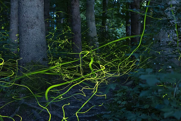 Firefly (Lamprohiza splendidula) light trails of males in forest at dusk, Bavaria