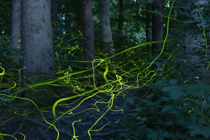Framed Print : Firefly (Lamprohiza splendidula) light trails of males in forest at dusk, Bavaria