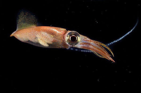 Firefly squid (Watasenia scintillans) releasing eggs into the water during spawning season