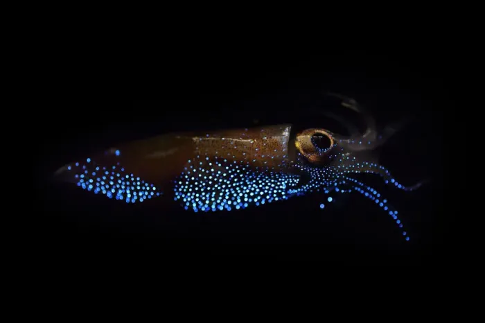 Framed Print : Firefly squid (Watasenia scintillans) emitting light from photophores, Toyama Bay, Japan Framed Print : Firefly squid (Watasenia scintillans) emitting light from photophores, Toyama Bay, Japan