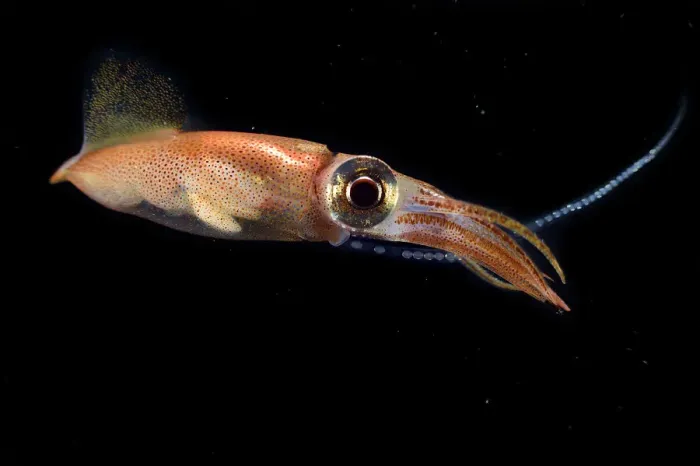 Framed Print : Firefly squid (Watasenia scintillans) releasing eggs into the water during spawning season