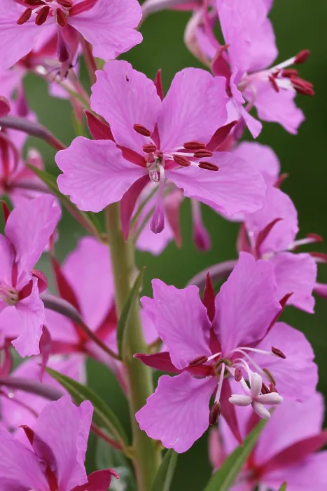 Framed Print : Fireweed (Epilobium angustifolium) in flower, Varanger, Norway. July Framed Print : Fireweed (Epilobium angustifolium) in flower, Varanger, Norway. July