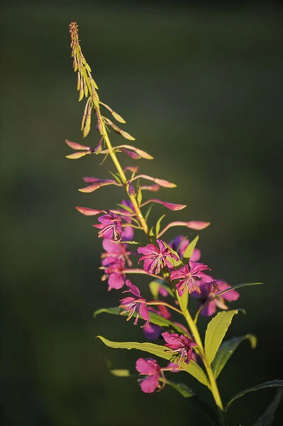 Fireweed  /  Rosebay willowherb (Chamerion angustifolium angustifolium) in flower, Kuhmo