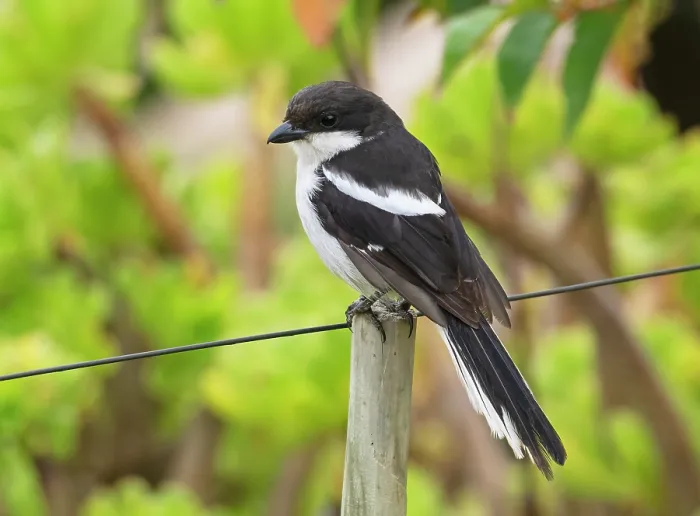 Framed Print : Fiscal flycatcher (Sigelus silens) male, perched on a garden fence post, Malgas, Cape Province, South Africa