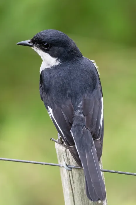 Framed Print : Fiscal flycatcher (Sigelus silens) male, perched on a garden fence post, Malgas, Cape Province, South Africa