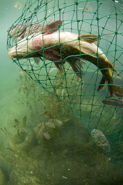 Fish caught in nets, Lake Skadar, Lake Skadar National Park, Montenegro, May 2008