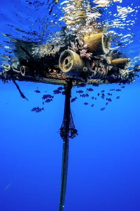 Framed Print : Fish congregating under an FAD (Fish Aggregation Device) in the waters off Moorea, French Polynesia, Pacific Ocean Framed Print : Fish congregating under an FAD (Fish Aggregation Device) in the waters off Moorea, French Polynesia, Pacific Ocean