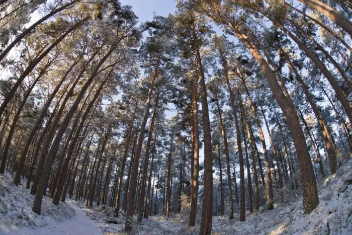 Framed Print : Fish-eye image of Scots pine trees (Pinus sylvestris) in pine forest, Abernethy forest Framed Print : Fish-eye image of Scots pine trees (Pinus sylvestris) in pine forest, Abernethy forest