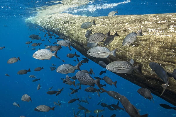 Fish seeking shelter around floating tree in open ocean. Off coast of Cocos Island National Park
