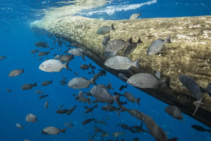 Framed Print : Fish seeking shelter around floating tree in open ocean. Off coast of Cocos Island National Park Framed Print : Fish seeking shelter around floating tree in open ocean. Off coast of Cocos Island National Park