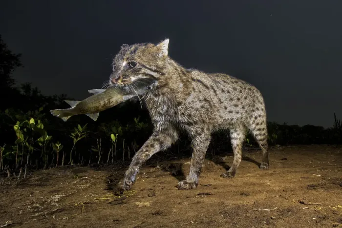 Framed Print : Fishing cat (Prionailurus viverrinus) walking with fish in mouth. Andhra Pradesh, India Framed Print : Fishing cat (Prionailurus viverrinus) walking with fish in mouth. Andhra Pradesh, India