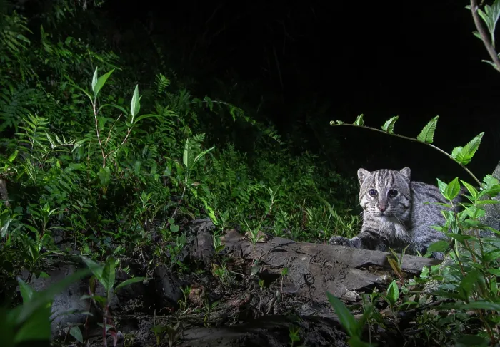 Framed Print : Fishing cat (Prionailurus viverrinus) walking in forest at night, Kaziranga Tiger Reserve, Assam, India. Camera trap image Framed Print : Fishing cat (Prionailurus viverrinus) walking in forest at night, Kaziranga Tiger Reserve, Assam, India. Camera trap image