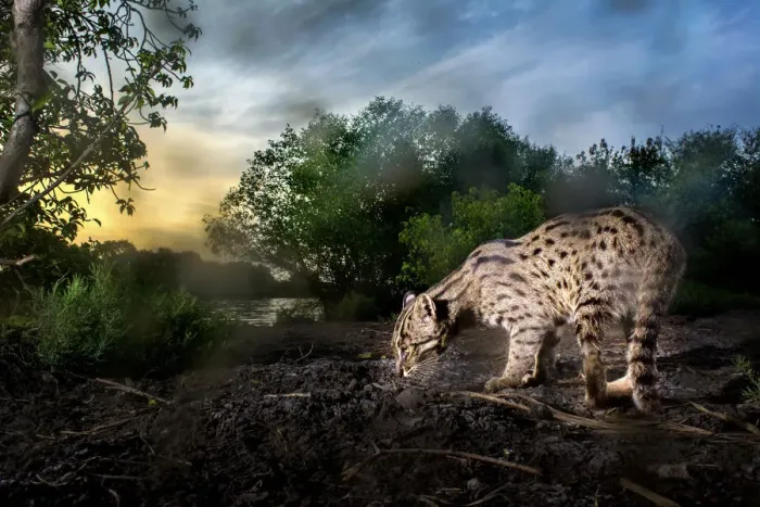 Framed Print : Fishing cat (Prionailurus viverrinus) at waters edge, at dusk. Kakinada, Andhra Pradesh Framed Print : Fishing cat (Prionailurus viverrinus) at waters edge, at dusk. Kakinada, Andhra Pradesh