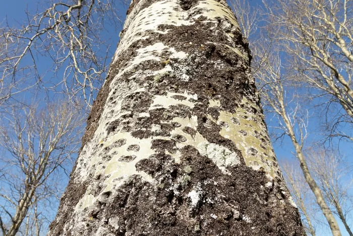 Framed Print : Fissured bark on the trunk of a mature Aspen (Populus tremula) tree, Insh Marshes, Cairngorms National Park, Scotland, UK. April Framed Print : Fissured bark on the trunk of a mature Aspen (Populus tremula) tree, Insh Marshes, Cairngorms National Park, Scotland, UK. April