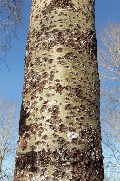 Framed Print : Fissured bark on the trunk of a mature Aspen (Populus tremula) tree, Insh Marshes, Cairngorms National Park, Scotland, UK. April Framed Print : Fissured bark on the trunk of a mature Aspen (Populus tremula) tree, Insh Marshes, Cairngorms National Park, Scotland, UK. April
