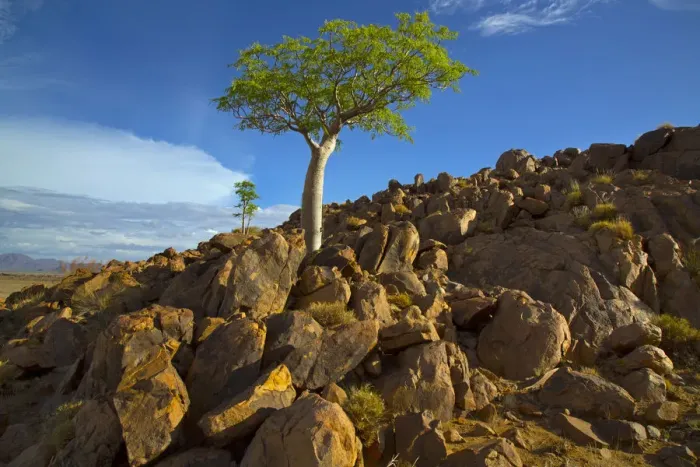 Framed Print : Five-lobed sterculia (Sterculia quinqueloba) tree growing on rocky hillside, Namibia Framed Print : Five-lobed sterculia (Sterculia quinqueloba) tree growing on rocky hillside, Namibia