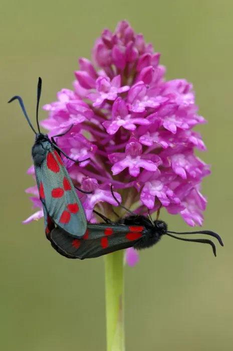Framed Print : Five-spot burnet moths {Zygaena trifolii} mating on Pyramidal orchid {Anacamptis Framed Print : Five-spot burnet moths {Zygaena trifolii} mating on Pyramidal orchid {Anacamptis
