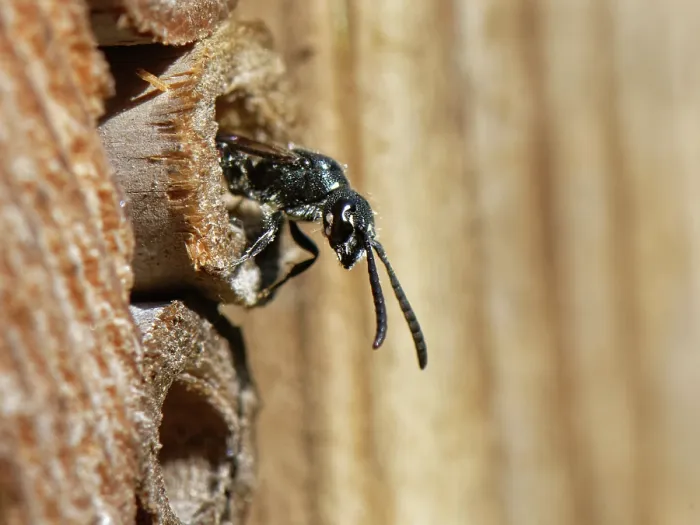 Framed Print : Five-spotted club-horned wasp (Sapyga quinquepunctata), a parasite of Mason bees, emerging from an insect hotel, Wiltshire, England, UK. May Framed Print : Five-spotted club-horned wasp (Sapyga quinquepunctata), a parasite of Mason bees, emerging from an insect hotel, Wiltshire, England, UK. May