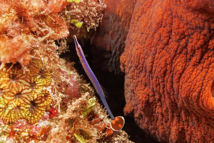Framed Print : Flagtail pipefish (Doryrhamphus negrosensis) on a coral reef next to an octopus, Guam, Micronesia, Philippines Sea Framed Print : Flagtail pipefish (Doryrhamphus negrosensis) on a coral reef next to an octopus, Guam, Micronesia, Philippines Sea